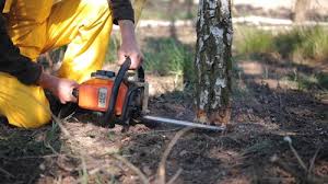 Best Arborist Consultation Services  in Waterloo, IL